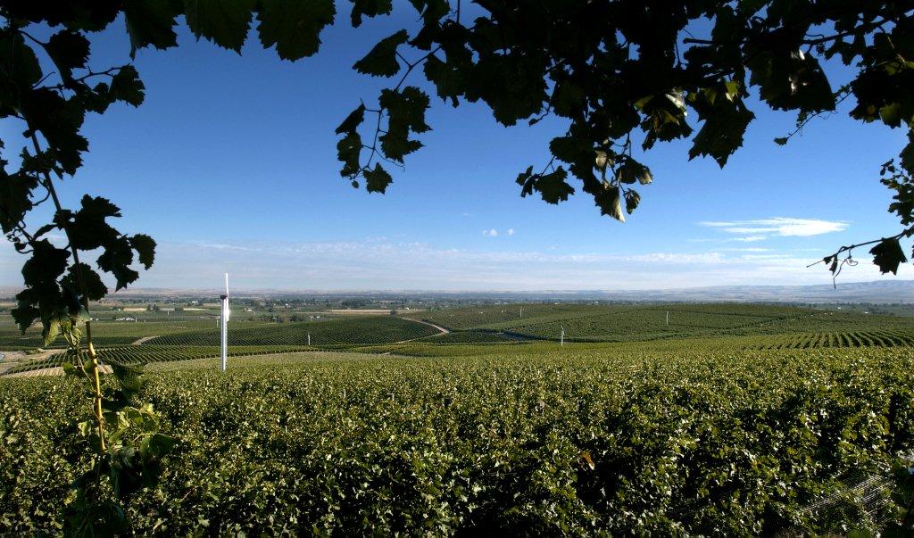 Seven Hills Vineyard